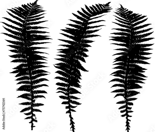 set of three black fern leaves silhouettes on white