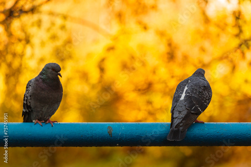 Pigeons sitting on a pipe