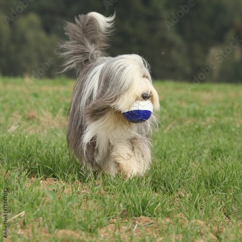 Bearded collie running with a toy photo