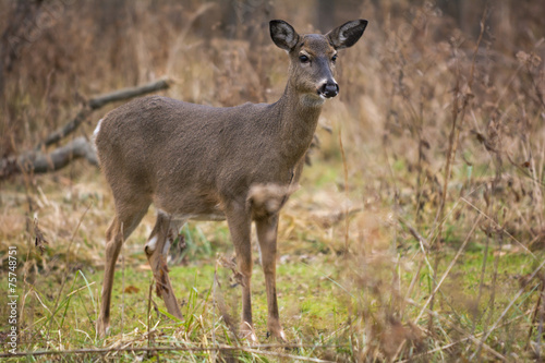 White Tail Deer