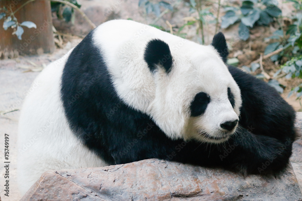 Giant Panda bear Giant Panda bear