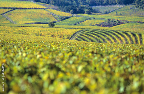 Vignobles du Chablis en Automne