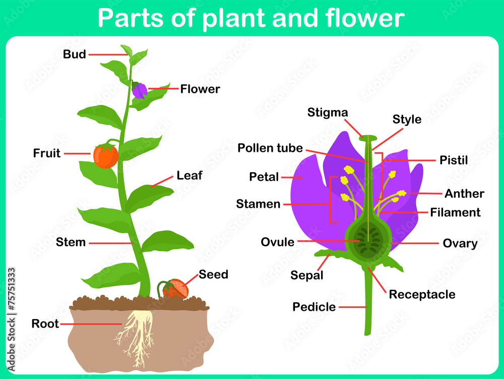 Leaning Parts of plant and flower for kids - Worksheet Stock ...
