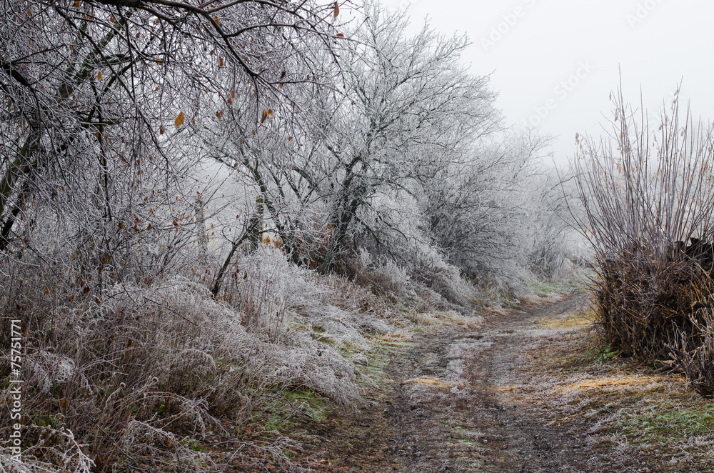 Trees and grass covered with frost Trees and grass covered with frost