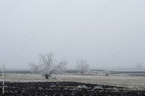 Winter landscape, trees covered with frost