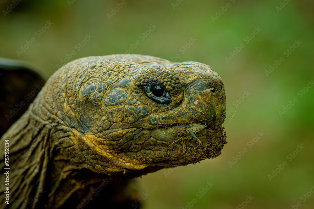 turtle in san cristobal galapagos islands