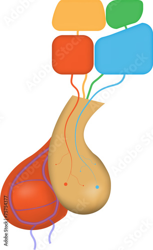 Hypothalamic Pituitary Axis
