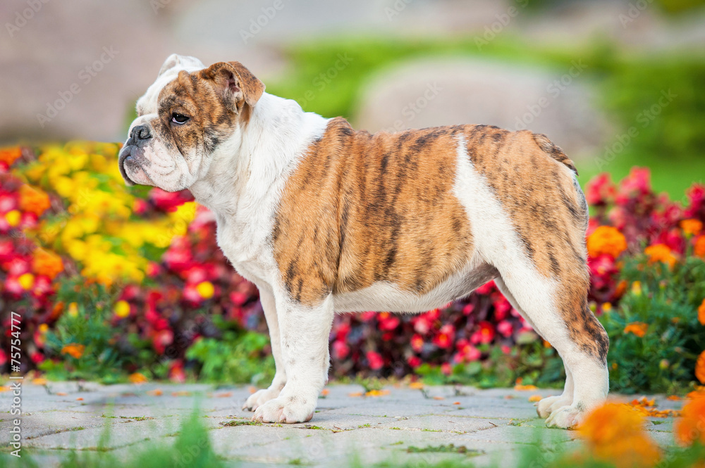 English bulldog puppy