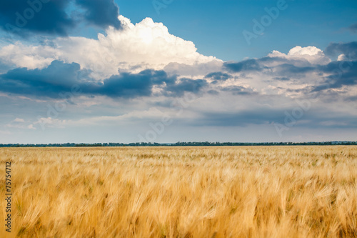 Fototapeta Naklejka Na Ścianę i Meble -  Golden wheat field with blue sky in background