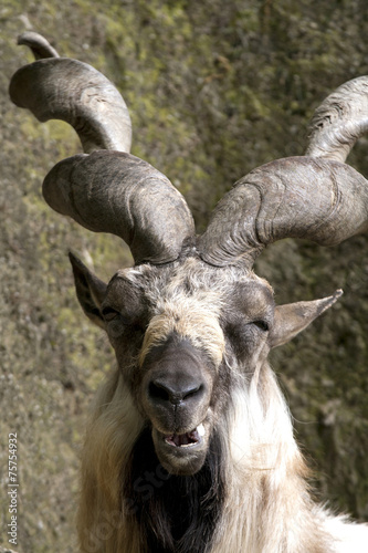 Markhor resting on a rock