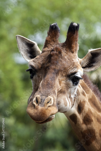 Portrait of a curiuos giraffe