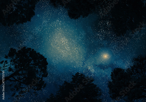 Canvas Print Starry sky through trees