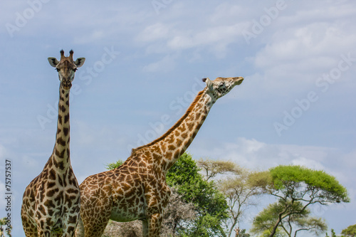 Girafes regardant