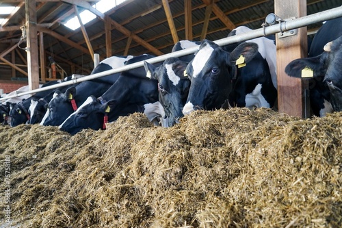 Kuhstall von innen, Kühe fressen Grassilage