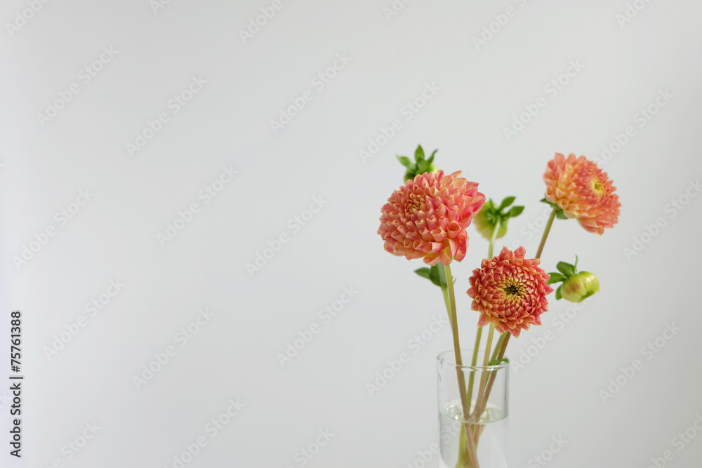 Obraz premium Pink dahlias