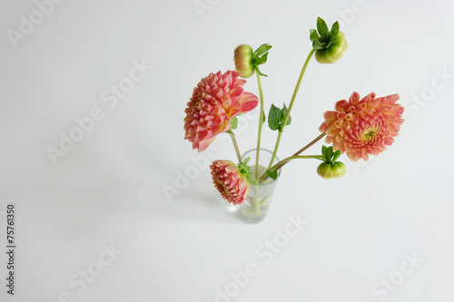 Pink dahlias