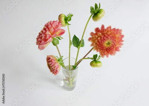 Coral dahlias in a vase