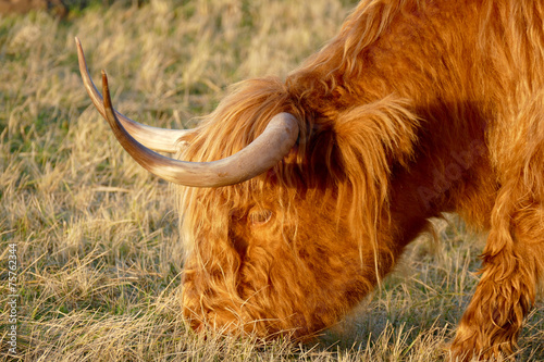 Scottish highlander. photo