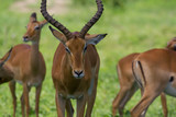 Groupe d'impalas