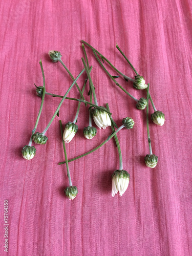 White daisiy buds on a salmon colored blanket photo