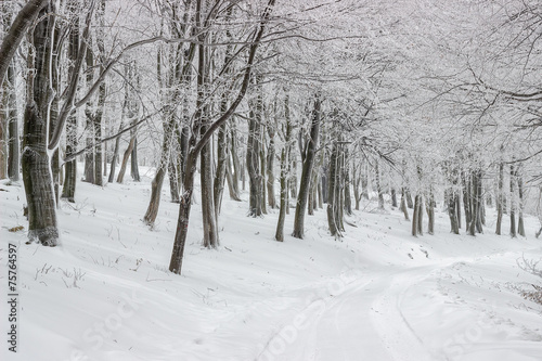 Forest road in winter 4 © kalpis