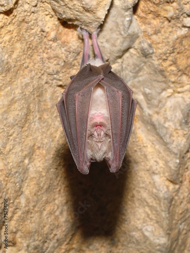 Greater horseshoe bat( Rhinolophus ferrumequinum)