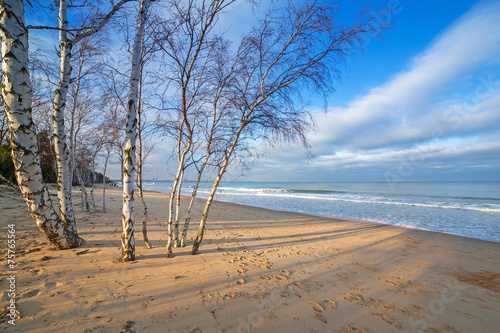 Beautiful beach with birch trees at Baltic Sea, Poland