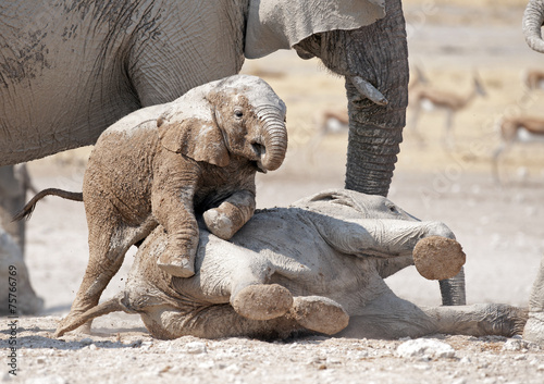 Photography young elephants playing.
