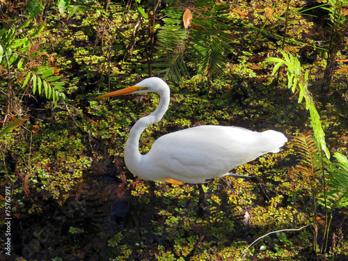 Great Egret at Six Mile Cypress Slough Preserve Florida photo