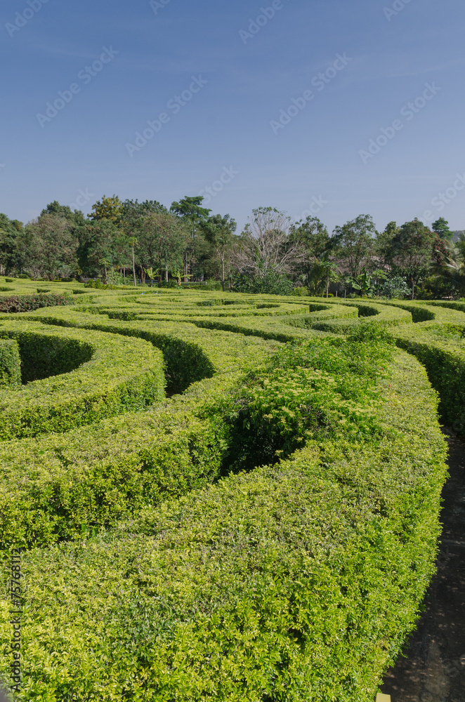 tracks of a swirling maze