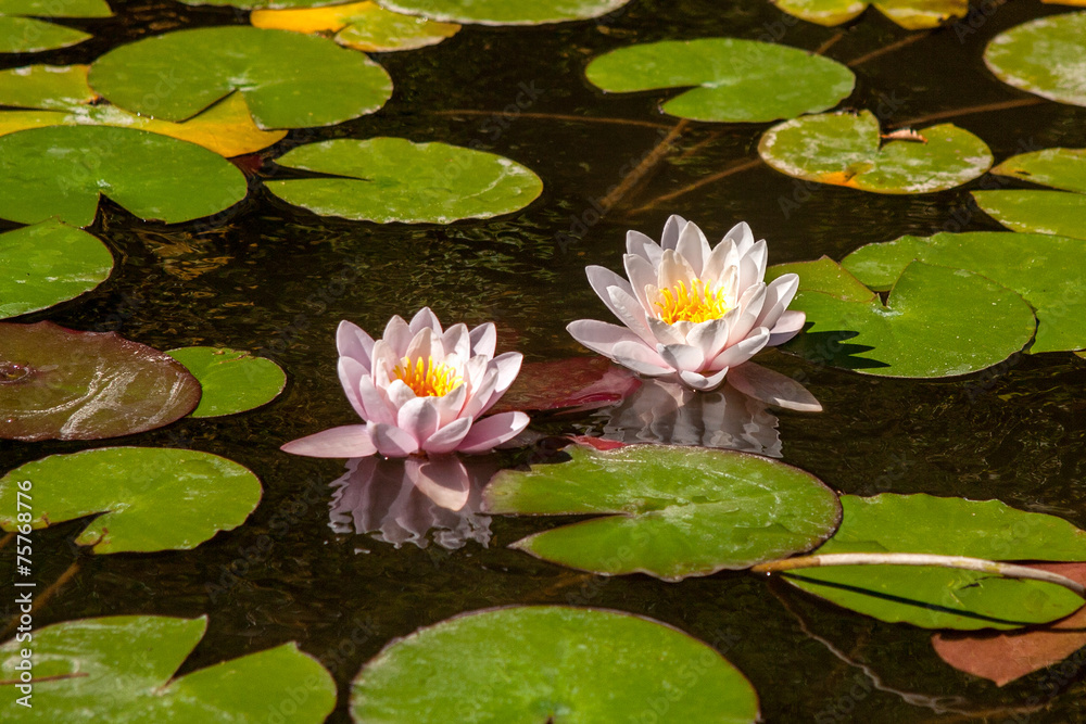 A beautiful light pink waterlily or lotus flower. A beautiful light pink waterlily or lotus flower.