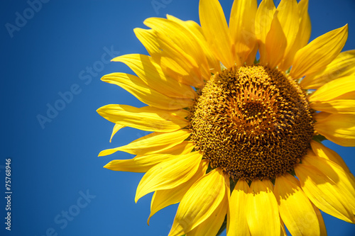 Fototapeta Naklejka Na Ścianę i Meble -  Blossoming raw sunflower on field with blue sky background