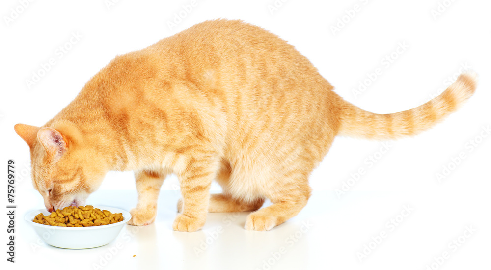 Obraz premium Cat eating food