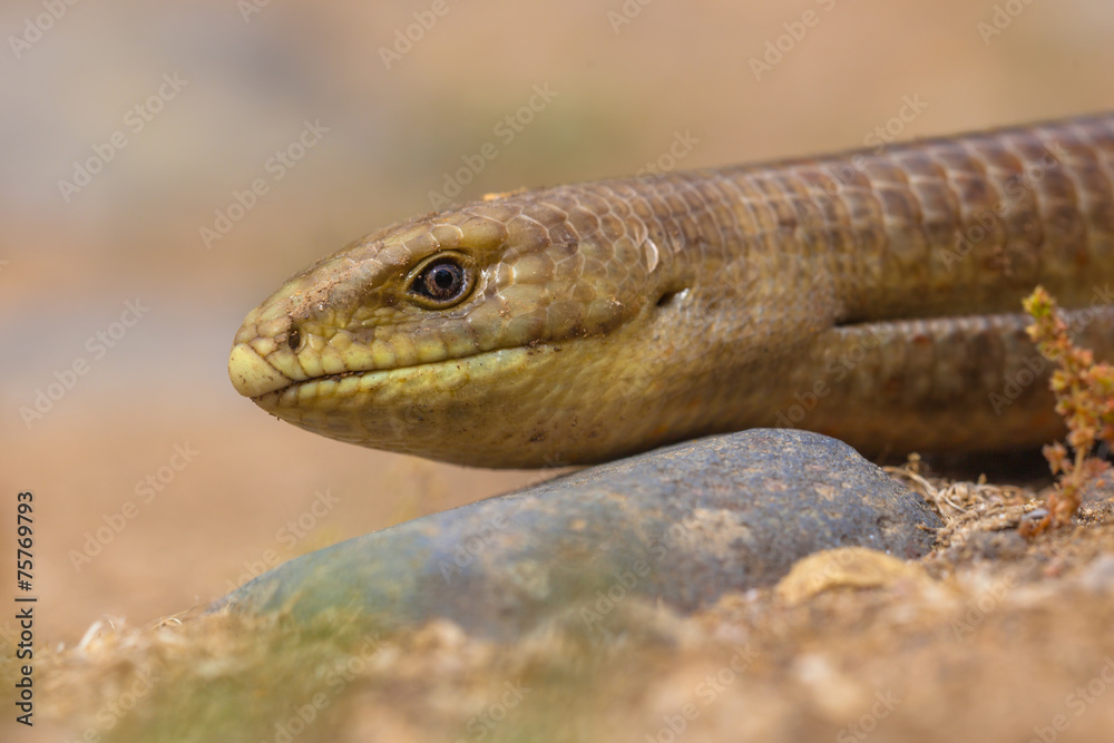 Obraz premium Close up Head Sheltopusik