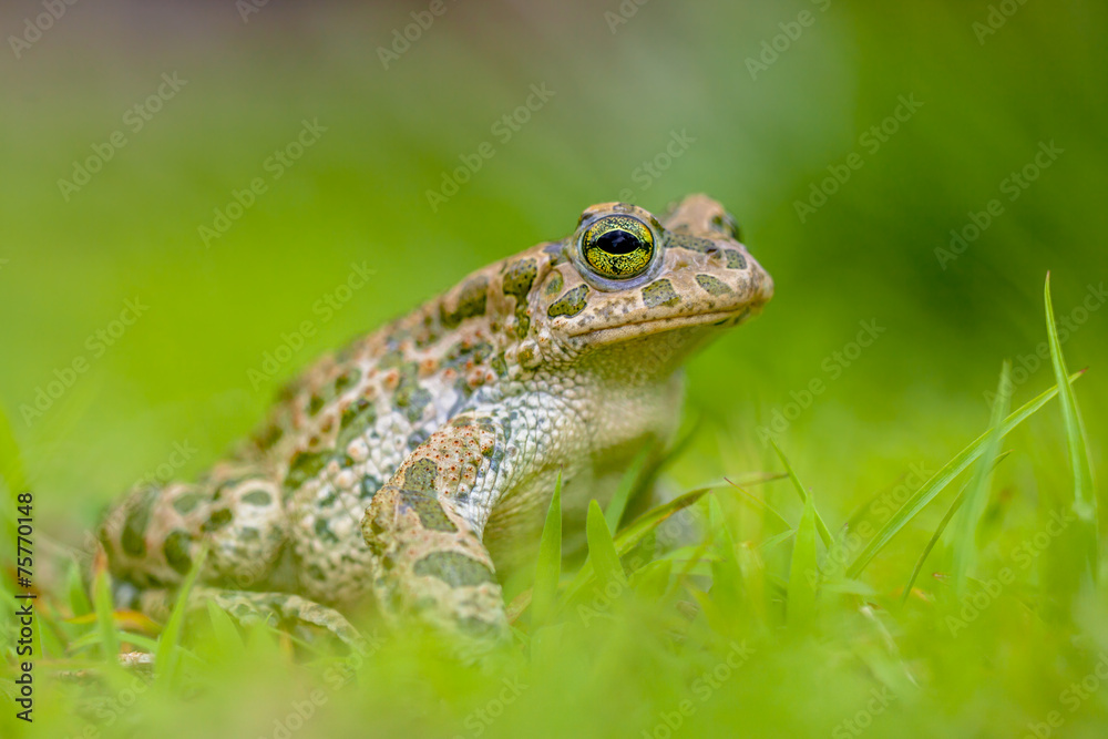 Firm Green toad in bright green Grass Firm Green toad in bright green Grass