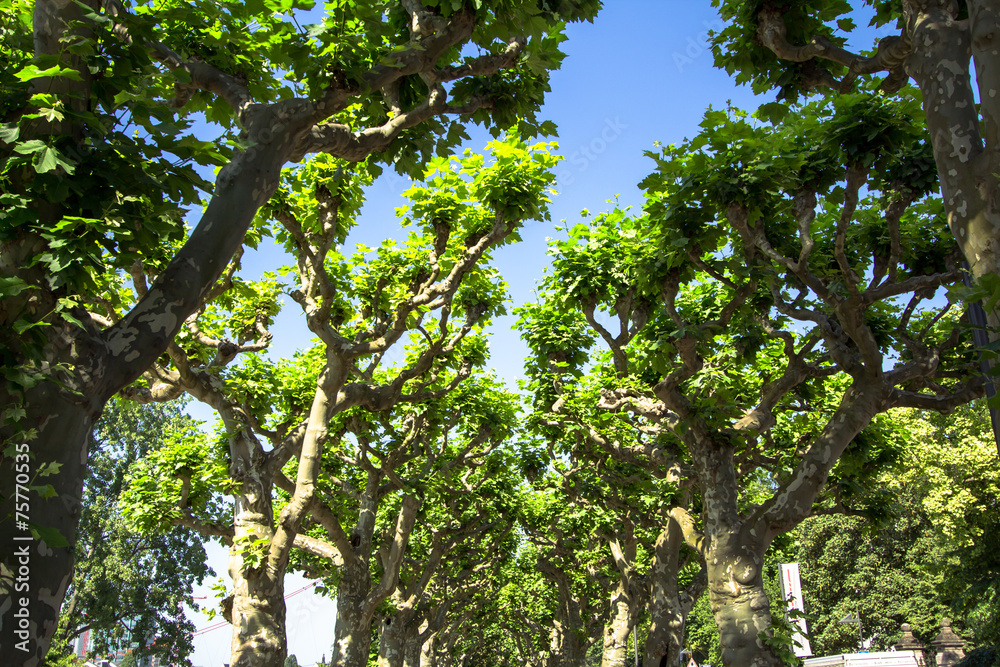 Fototapeta premium Green plane trees