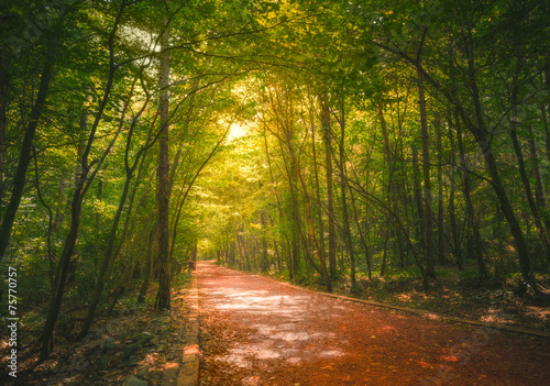 Fototapeta Naklejka Na Ścianę i Meble -  Beautiful forest along the pathway and sunshine over the trees.