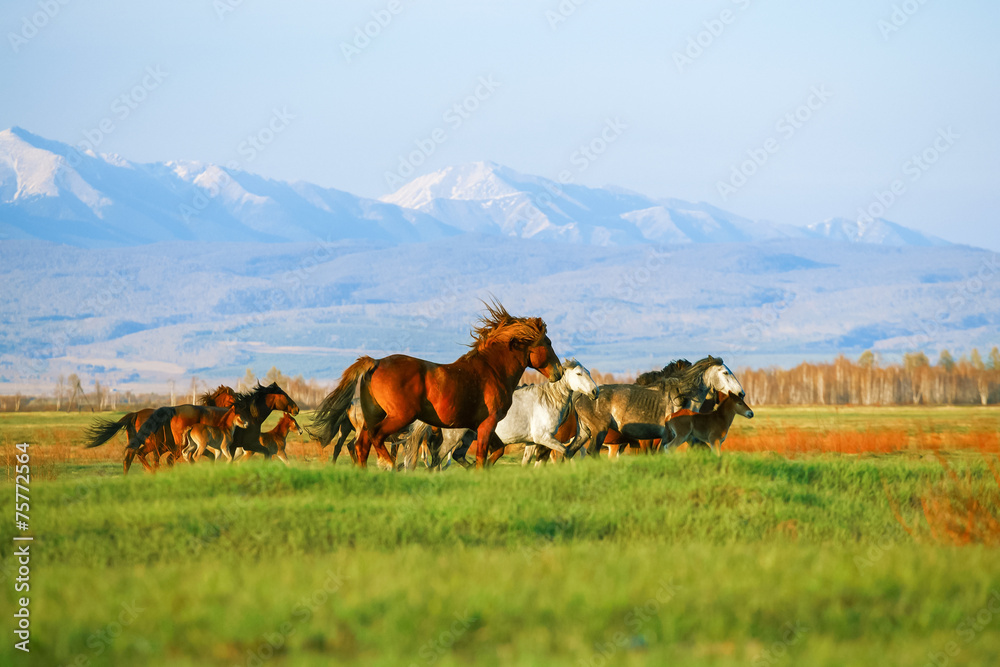 Obraz premium Mountains landscape with herd of horses. Buryatiya