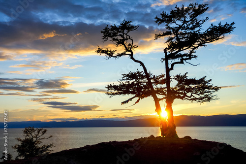 Tree during Sunset on Lake Baikal