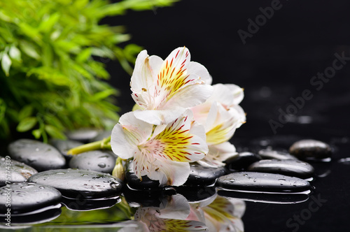 set of white flower with black stones and green plant