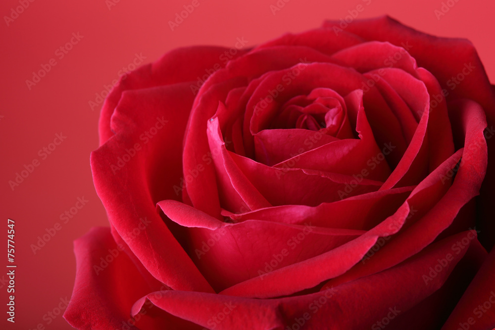 red rose on red background red rose on red background