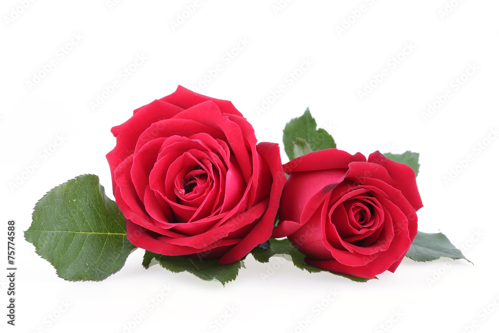 red rose isolated on white background red rose isolated on white background