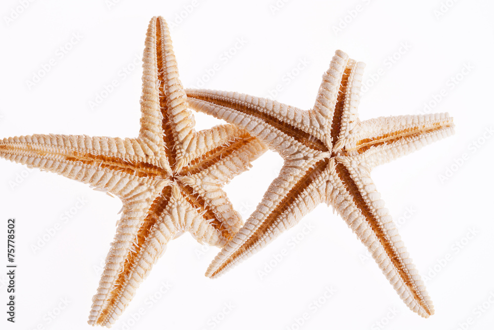 some of sea stars isolated on white background some of sea stars isolated on white background