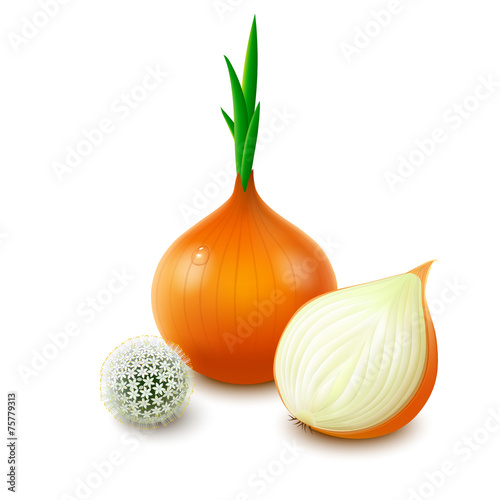 Bulbs of onion on white background © Murina Natalia