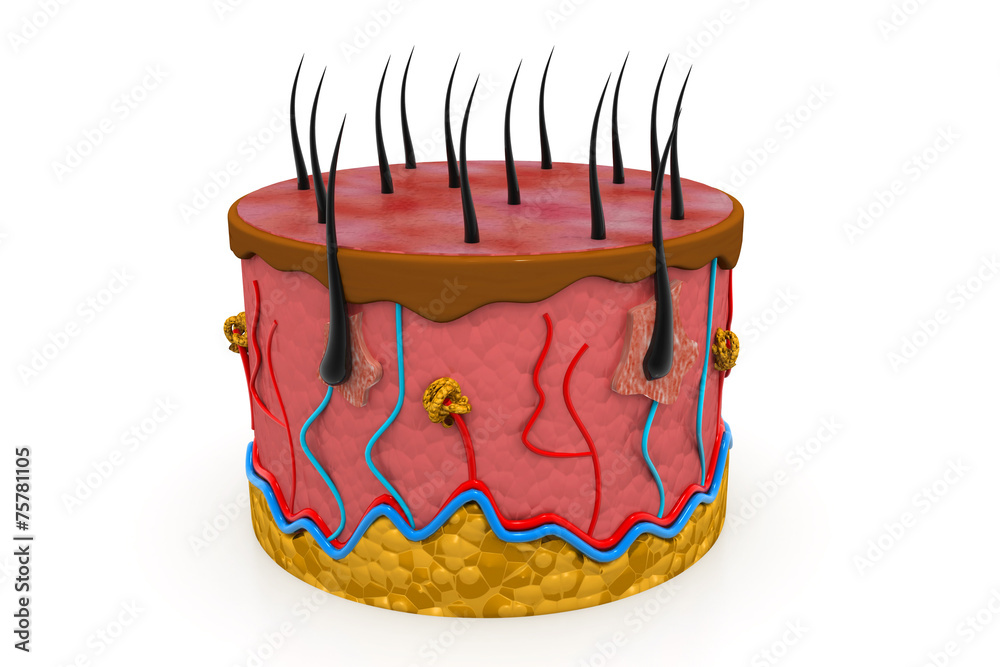human skin anatomy cross section Stock Illustration | Adobe Stock