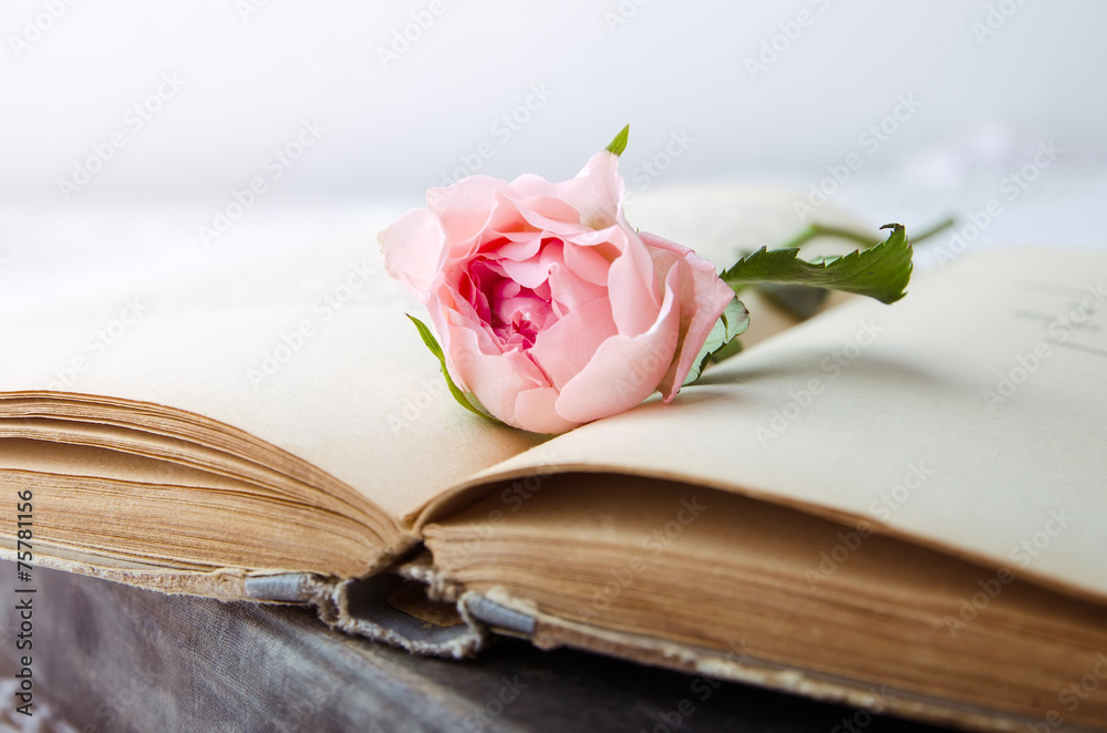 pink rose on an open old book - obrazy, fototapety, plakaty 