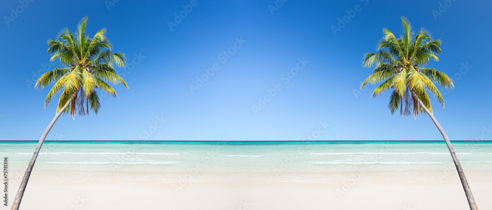 Coconut palm tree with white sand beach and blue sky background Stock ...
