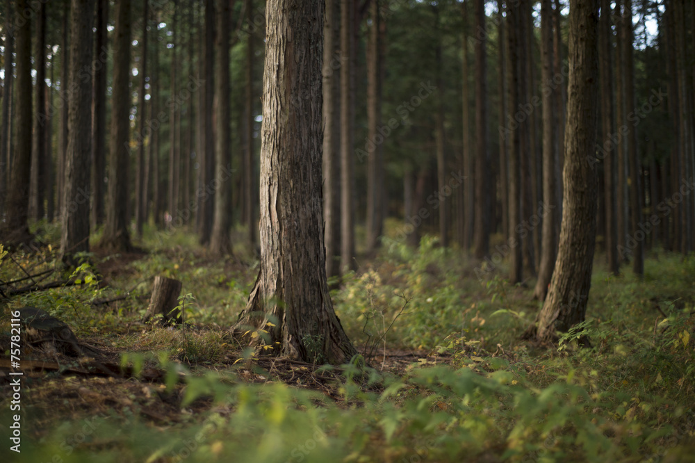 Obraz premium Japanese cypress