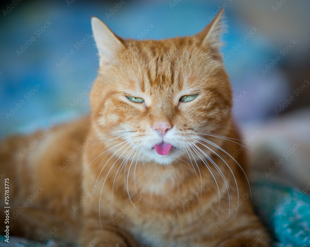 Lovely cat looking somewhere and showing its tongue. Lovely cat looking somewhere and showing its tongue.