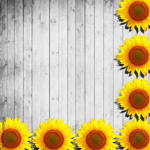Fototapeta Naklejka Na Ścianę i Meble -  flower sunflower and white wood, background